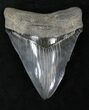 Serrated Megalodon Tooth #21866-1